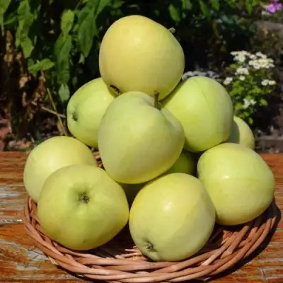 Яблоня ПАПИРОВКА в Слуцке