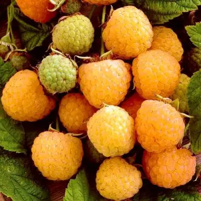 Малина ЗОЛОТЫЕ КУПОЛА в Слуцке