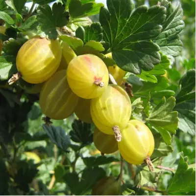 Крыжовник БЕРИЛЛ в Слуцке