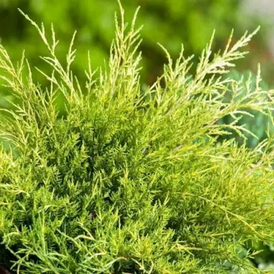 Можжевельник ОЛД ГОЛД средний в Слуцке