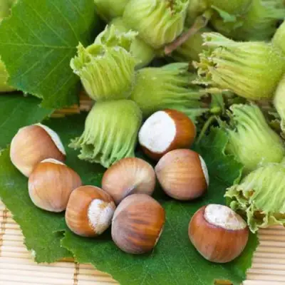 Фундук КРЕПКИЙ ОРЕШЕК в Слуцке