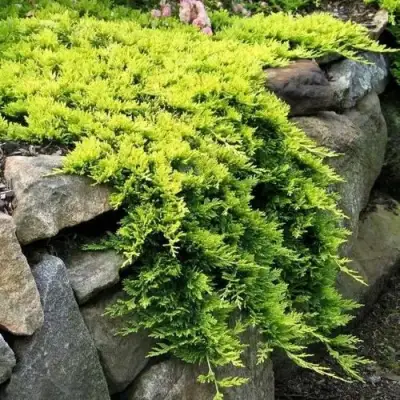 Можжевельник ГОЛДЕН КАРПЕТ горизонтальный  в Слуцке