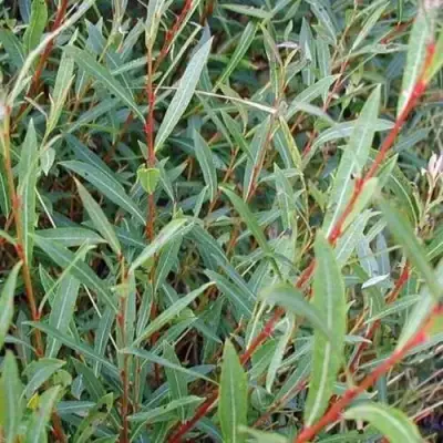 Ива НАНА пурпурная в Слуцке