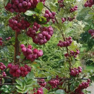 Рябина ДЕСЕРТНАЯ МИЧУРИНА сладкоплодная в Слуцке