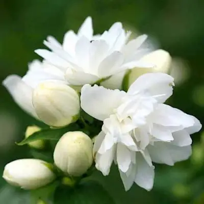 Жасмин ШНЕЕШТРУМ в Слуцке