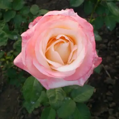 Роза БЕЛА ПЕРЛА чайно-гибридная в Слуцке