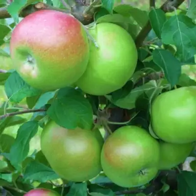 Яблоня НАВАВИТА в Слуцке