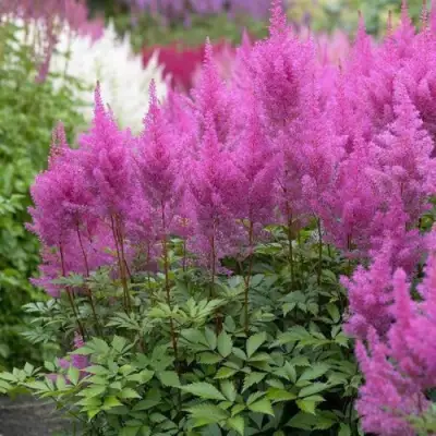 Астильба АМЕТИСТ Арендса в Слуцке