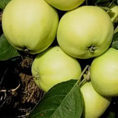 Яблоня ПАПИРОВКА в Слуцке