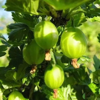 Крыжовник МАЛАХИТ в Слуцке