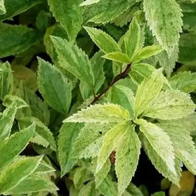 Форзиция ЛЕДНОГОРА промежуточная в Слуцке