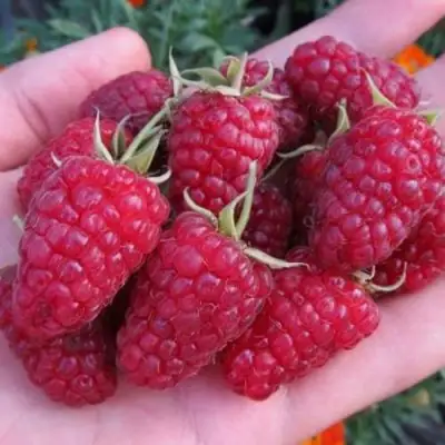 Малина МОСКОВСКИЙ ВЕЛИКАН в Слуцке