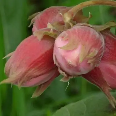 Фундук АКАДЕМИК ЯБЛОКОВ в Слуцке