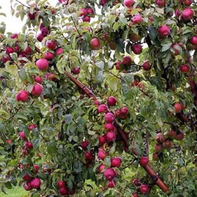 Яблоня ЛОБО в Слуцке