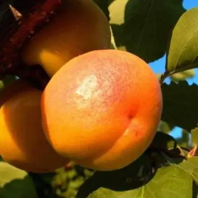 Абрикос СПАДЧЫНА в Слуцке