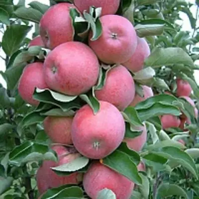 Яблоня АНТЕЙ КИЕВСКИЙ колонновидная в Слуцке