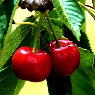 Вишня НИКА в Слуцке