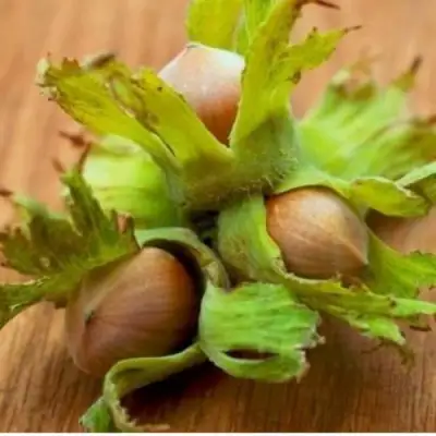 Фундук ГИГАНТ ТАМБОВСКИЙ в Слуцке