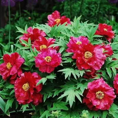 Пион КРАСНЫЙ ЛОТОС древовидный в Слуцке