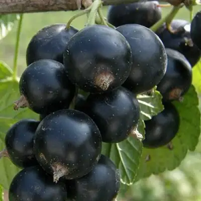 Смородина черная КЛУССОНОВСКАЯ в Слуцке