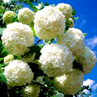 Калина БУЛЬДЕНЕЖ в Слуцке