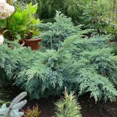 Можжевельник БЛЮ ШВЕД (СВИД) чешуйчатый в Слуцке