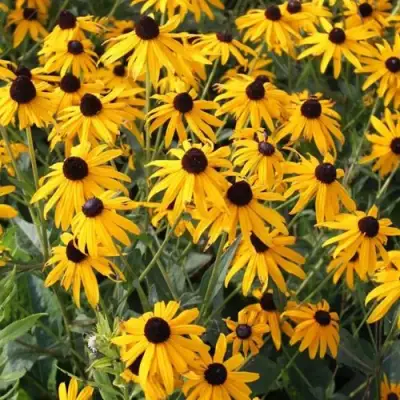 Рудбекия блестящая в Слуцке