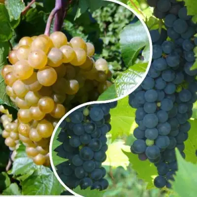 Комплект ИНЬ-ЯНЬ в Слуцке