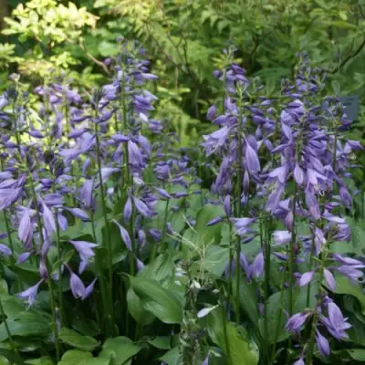 Хоста ГАРРИ ВАН ТРИЕР в Слуцке