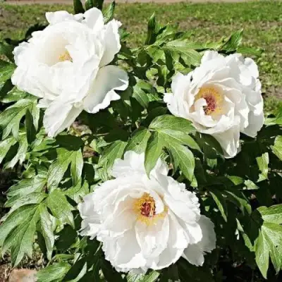 Пион ЛЕТНИЙ ДВОРЕЦ древовидный в Слуцке