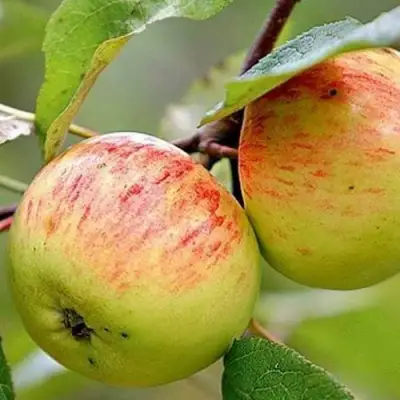 Яблоня РАНЕТКА (КОРОБОВКА) в Слуцке