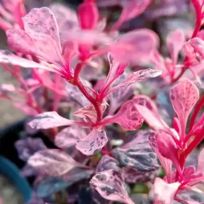 Барбарис РОУЗ ГЛОУ тунберга в Слуцке