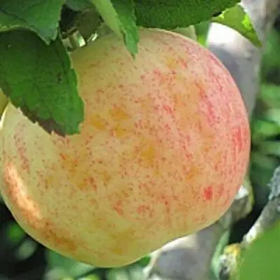 Яблоня ЛЕТНЕЕ СЛАДКОЕ в Слуцке