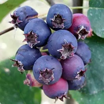 Ирга SLEYT в Слуцке