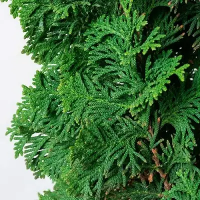 Туя СПИРАЛИС западная в Слуцке