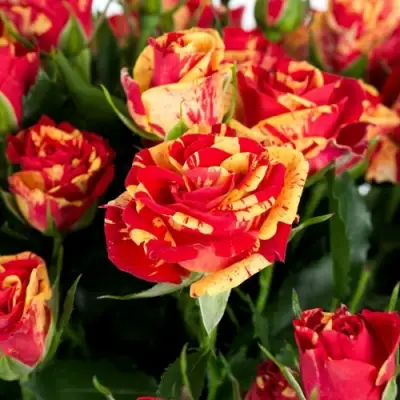 Роза ФАЙЕР ФЛЕШ спрей в Слуцке