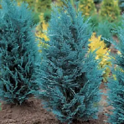 Кипарисовик ВАН ПЕЛЬТС БЛЮ лавсона в Слуцке