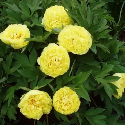 Пион ЗОЛОТАЯ КОРОНА древовидный в Слуцке