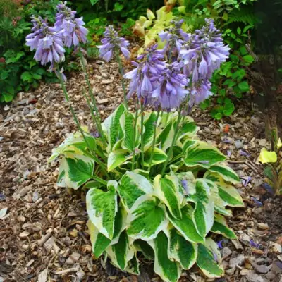 Хоста АУРЕОМАРГИНАТА в Слуцке