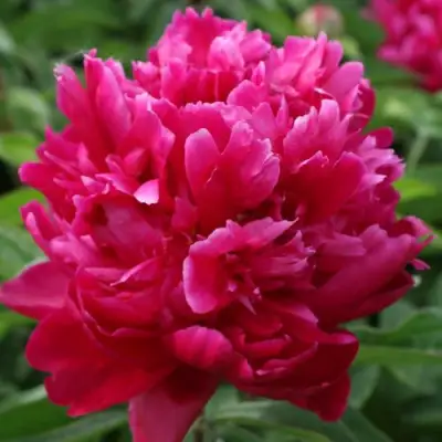 Пион ПЕСНЬ ВЕТРА травянистый в Слуцке