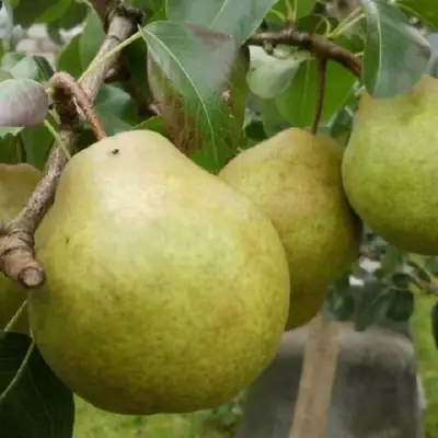 Груша ПЛАТОНОВСКАЯ в Слуцке