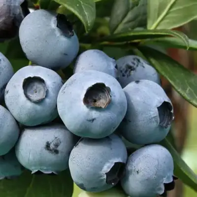 Голубика НЕЛЬСОН в Слуцке