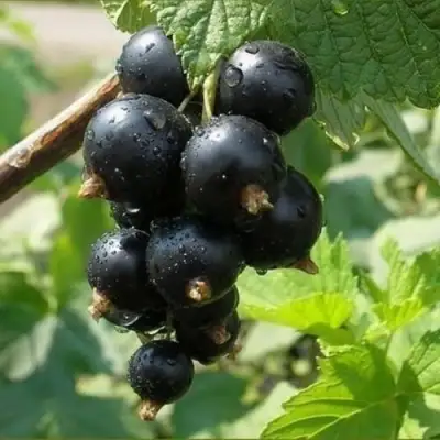 Смородина черная ПИГМЕЙ в Слуцке