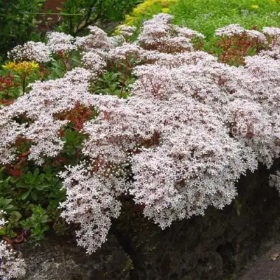 Очиток (седум) МУРАЛЕ белый в Слуцке