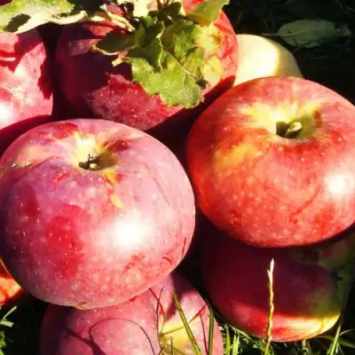 Яблоня АПОРТ в Слуцке