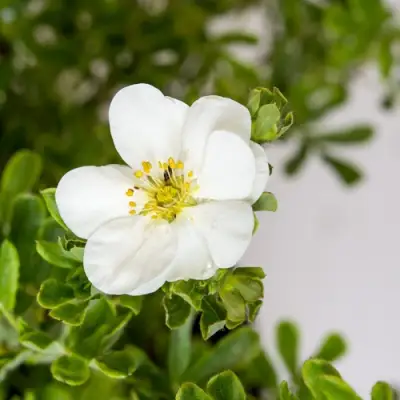 Лапчатка СНОУБЕРД кустарниковая в Слуцке