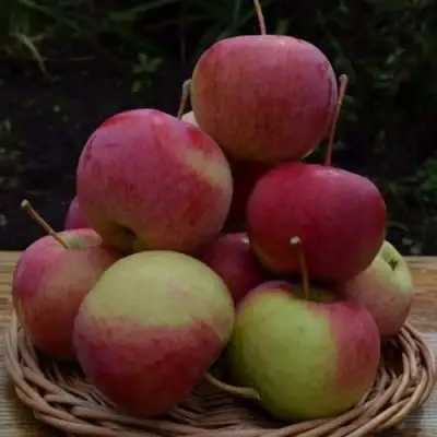 Яблоня РОДНИКОВАЯ в Слуцке