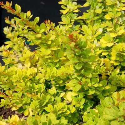 Барбарис СЕНСЕЙШЕН тунберга в Слуцке