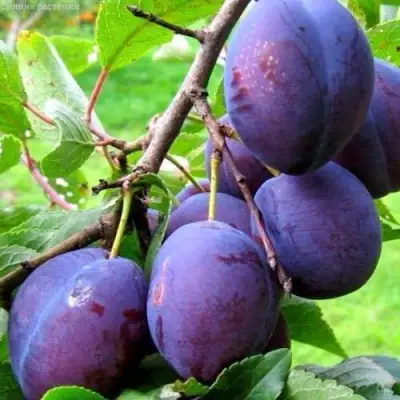 Слива ВЕНГЕРКА БЕЛОРУССКАЯ в Слуцке