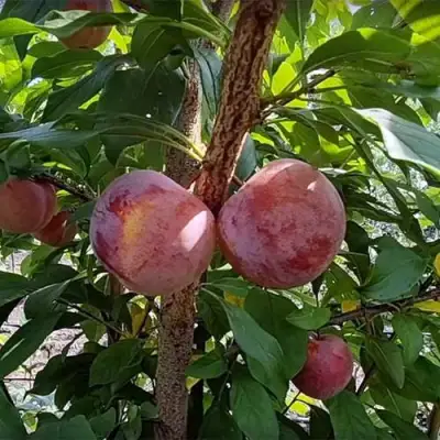 Плуот ГЕО ПРАЙД в Слуцке